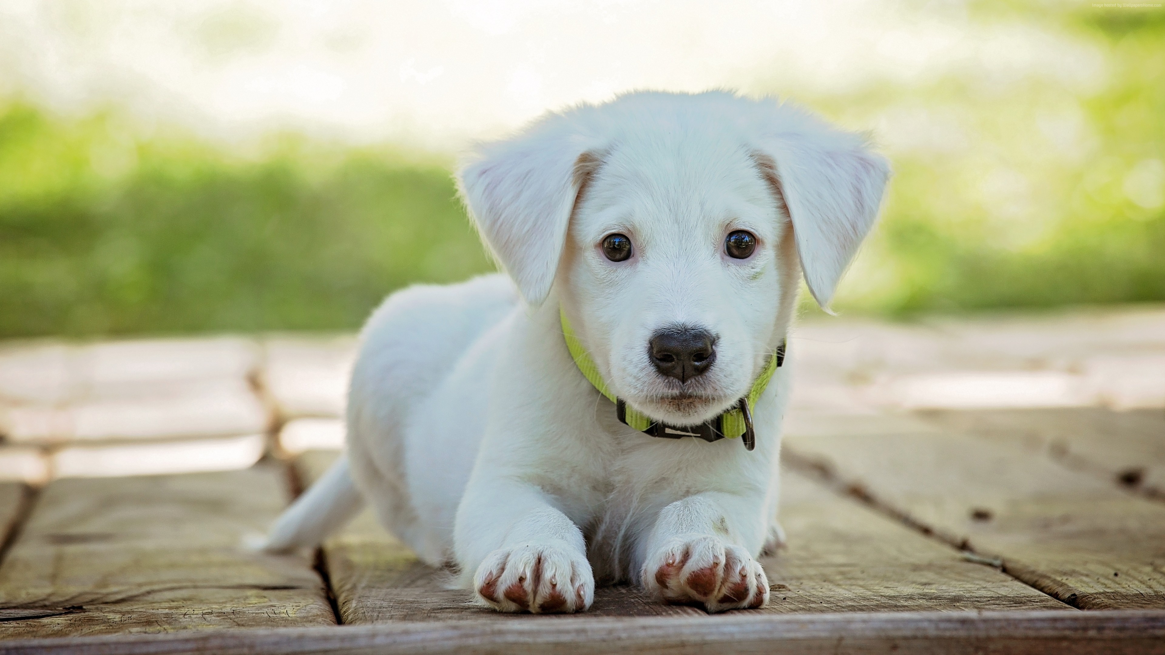 Stock Images puppy, cute animals, 5k, Stock Images